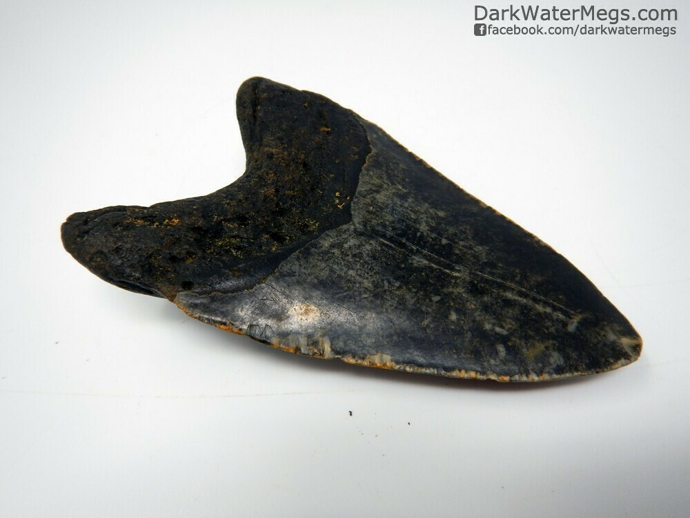 3.88&quot; Beautiful dark patterned megalodon