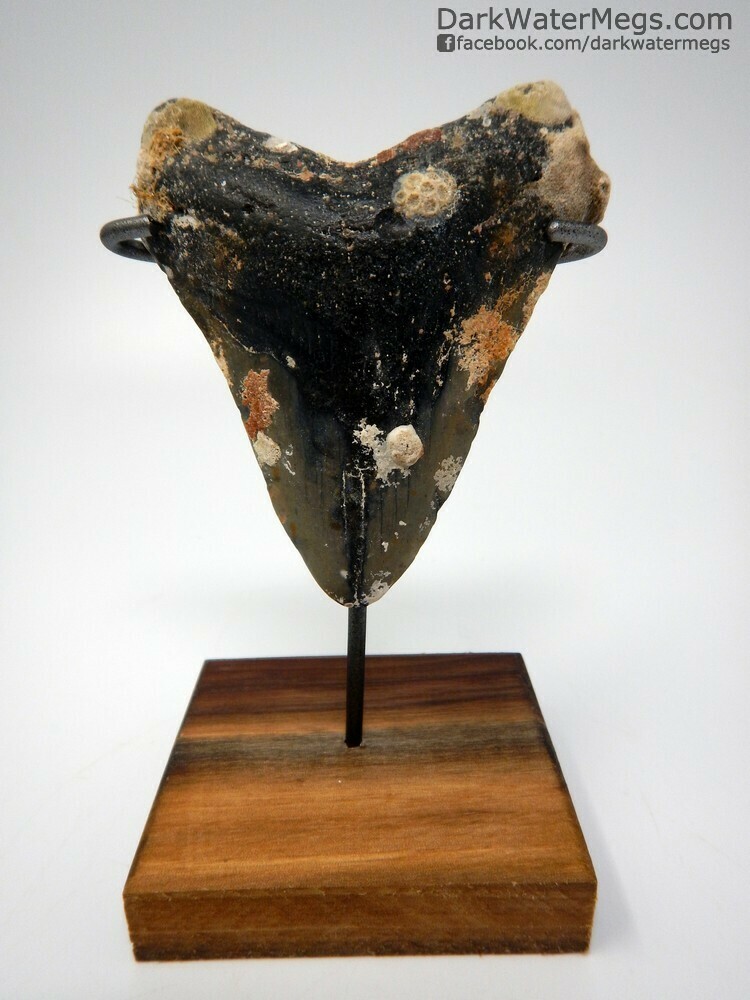 3.62&quot; uncleaned megalodon fossil on wood stand