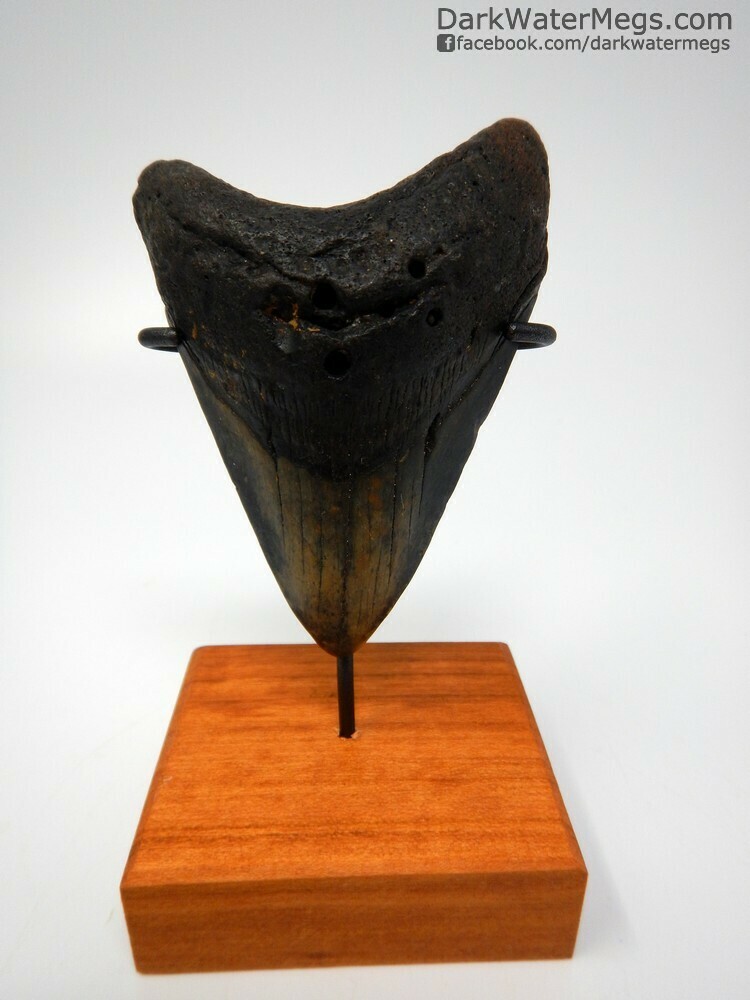 3.93&quot; dark megalodon fossil on stand