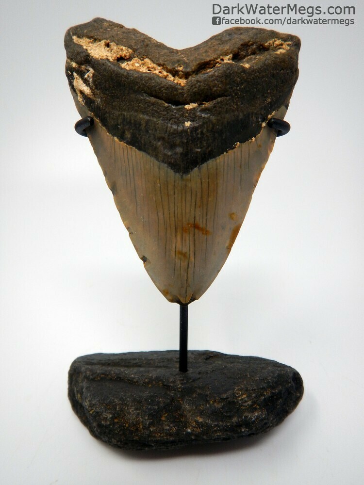 4.28&quot; big megalodon on fossil stand