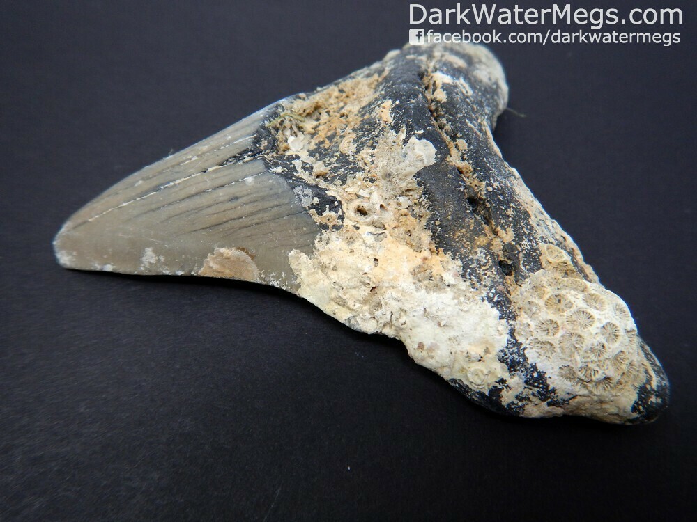 4.48&quot; Very wide uncleaned megalodon tooth