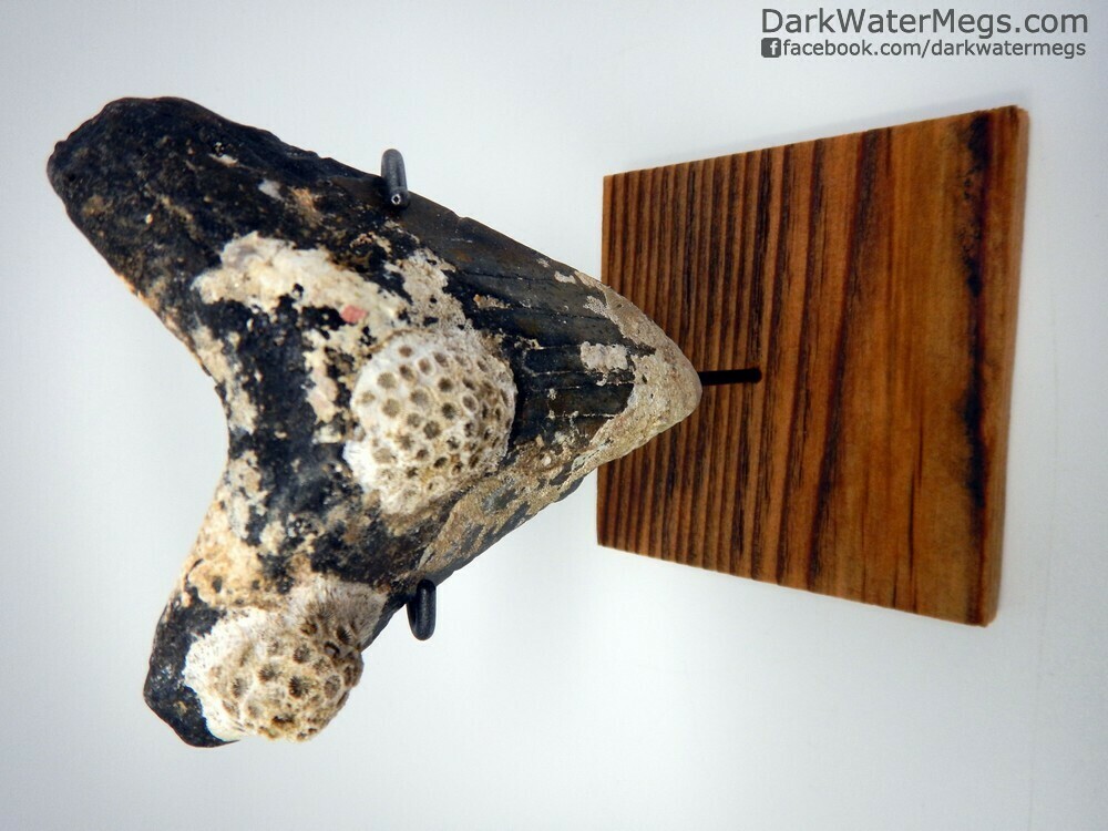 4.57&quot; Large uncleaned megalodon