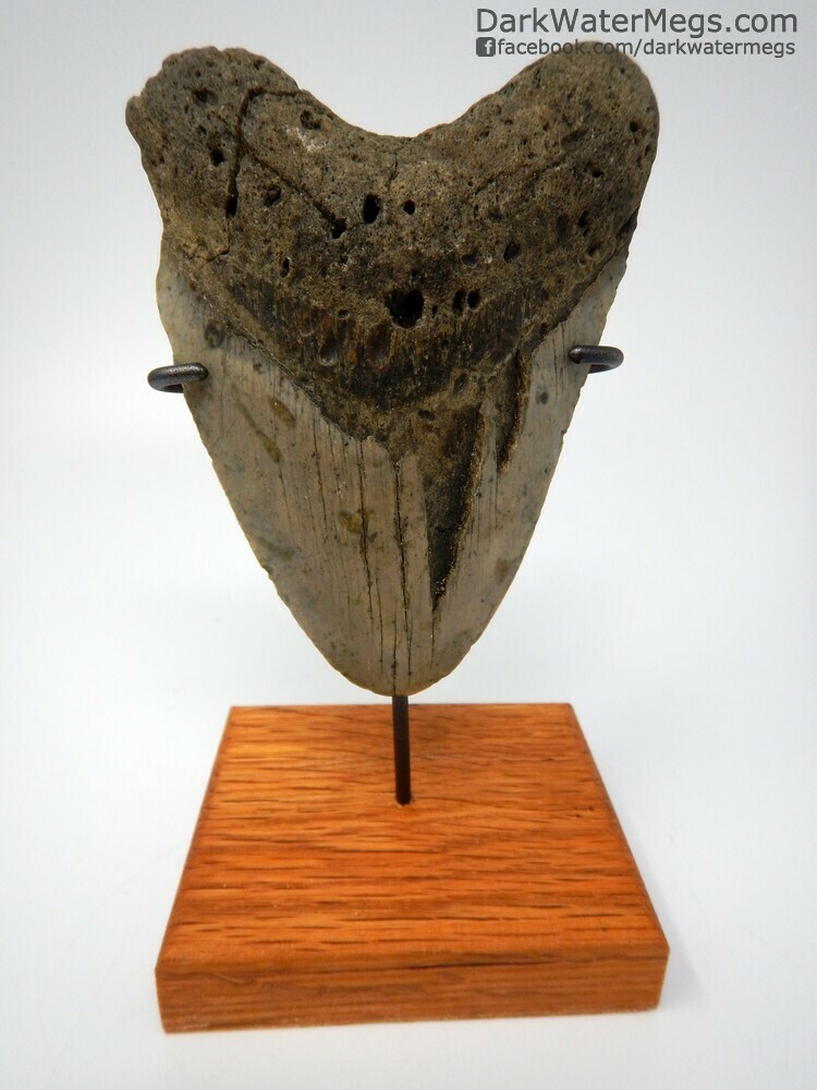 4.89&quot; sizeable megalodon fossil with stand