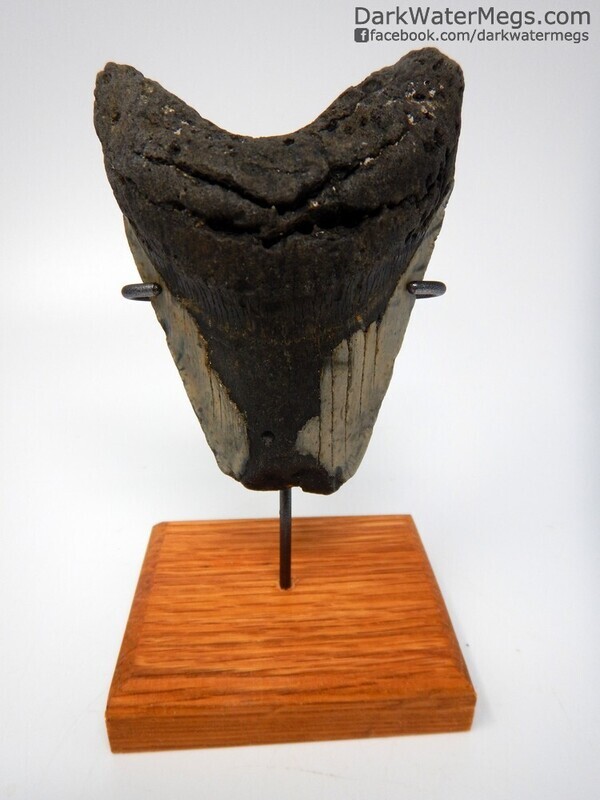 4.67"  large bargain megalodon fossil on stand
