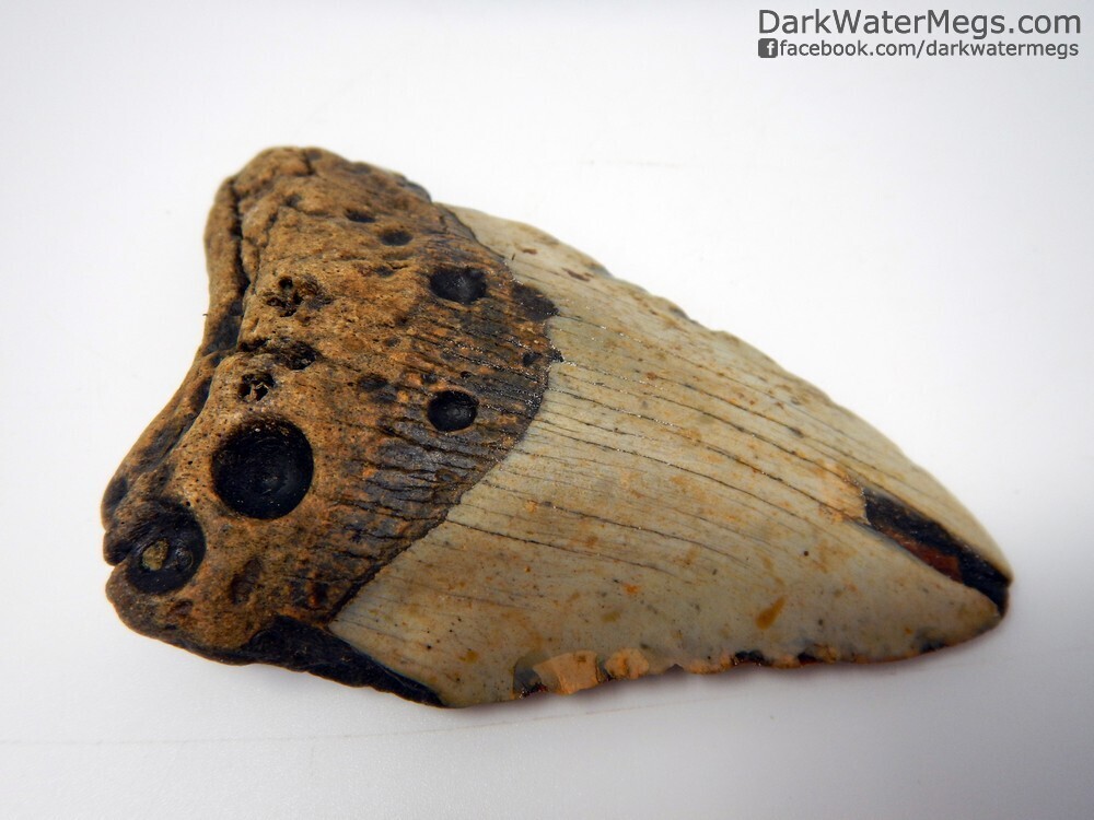 4.91&quot; boring clam impressed megalodon