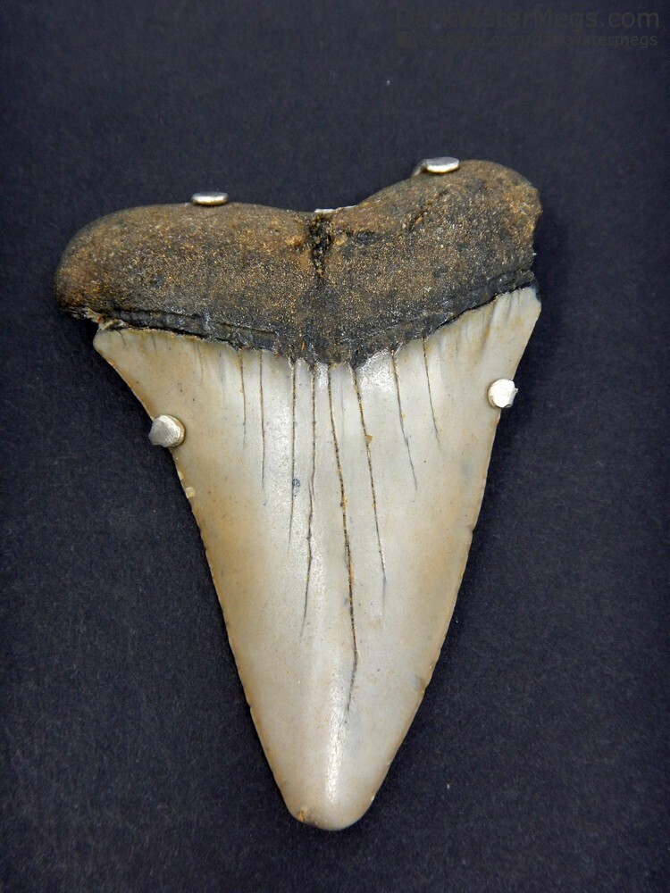 2.55&quot; Fossil Mako Necklace