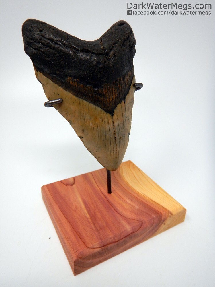 4.80&quot; big megalodon fossil on stand