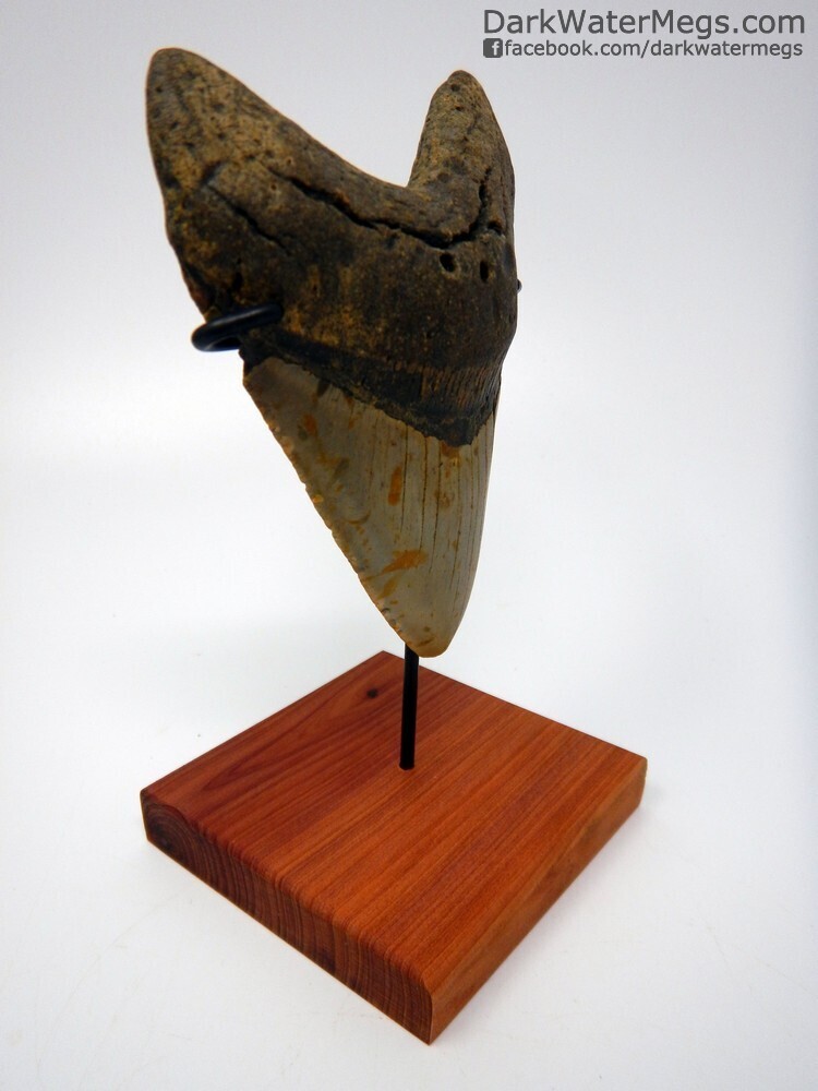 5.14&quot;beautiful megalodon fossil