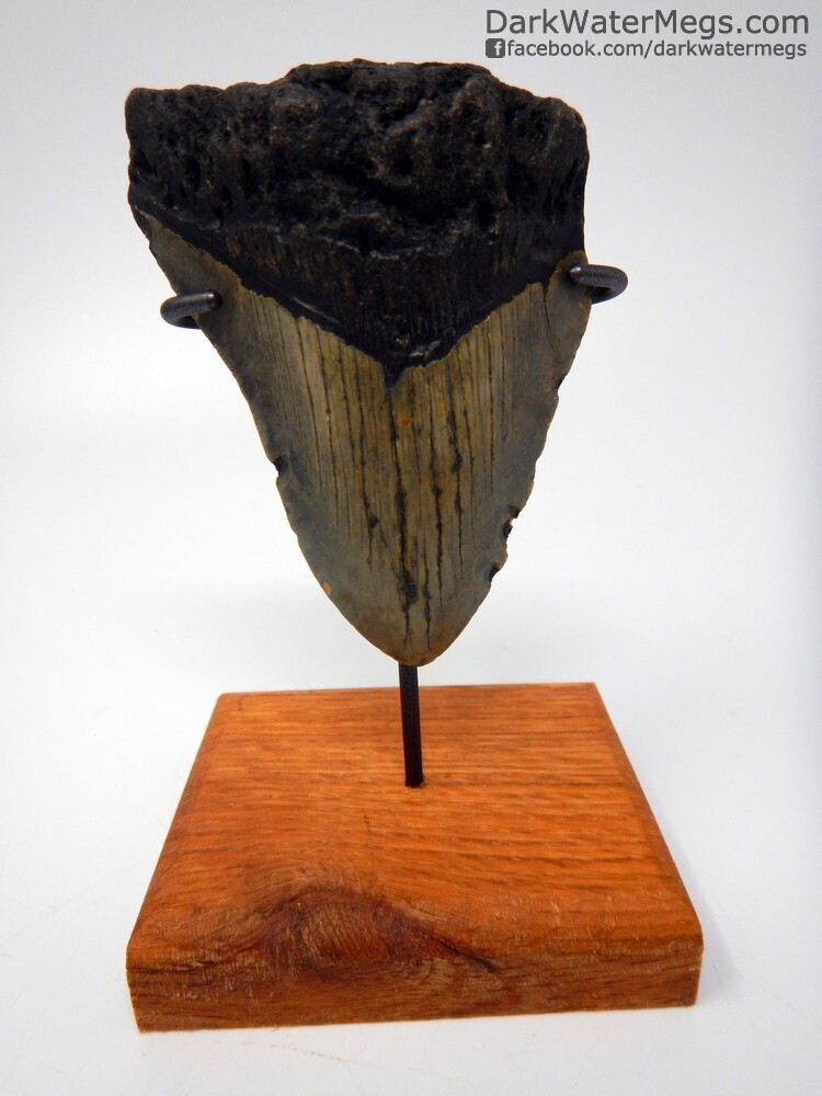 4.14&quot;  bargain megalodon fossil on stand