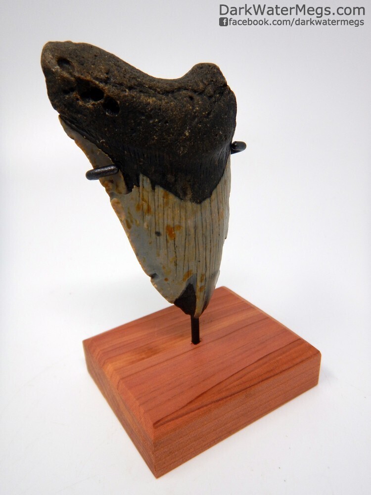 4.07&quot; bargain megalodon fossil