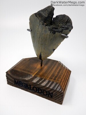 3.70" bargain megalodon fossil on stand