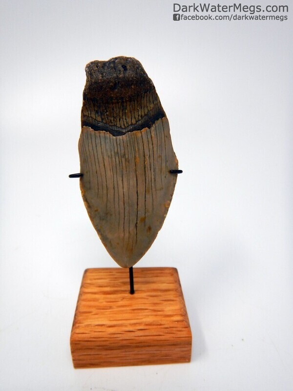 3.12" bargain megalodon fossil