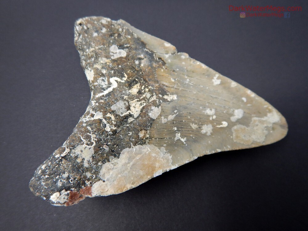 5.09&quot; very large uncleaned megalodon tooth