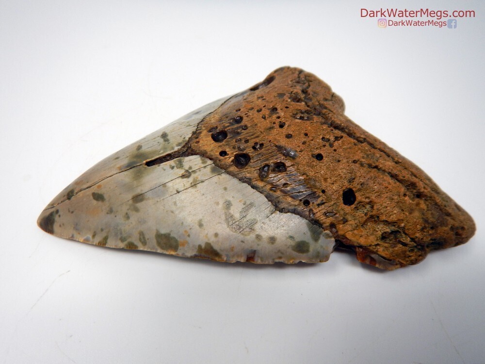 5.25&quot; speckled pattern bladed megalodon