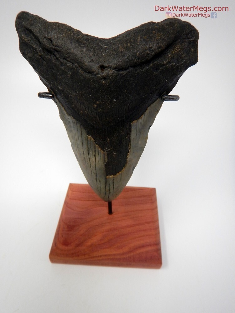 5.04&quot; large megalodon tooth with  stand