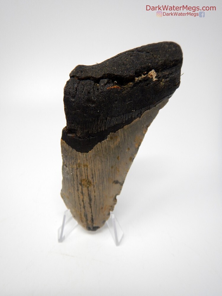 5.28&quot; very large bargain megalodon with stand
