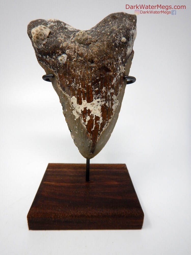 5.48&quot; giant uncleaned megalodon on beautiful stand