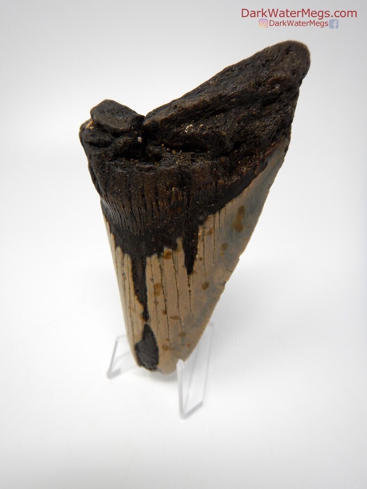 5.03&quot; bargain megalodon tooth with free stand