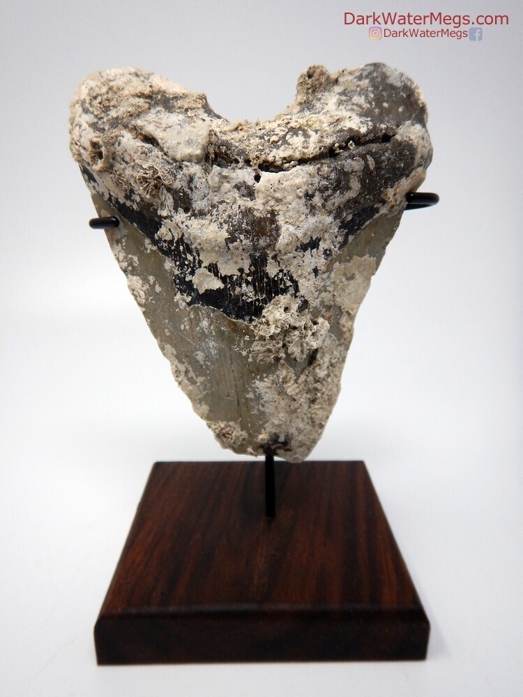 5.53&quot; massive uncleaned megalodon on dark stand