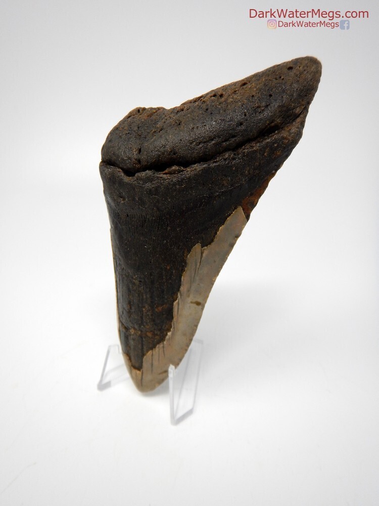 5.64&quot; giant bargain megalodon with stand