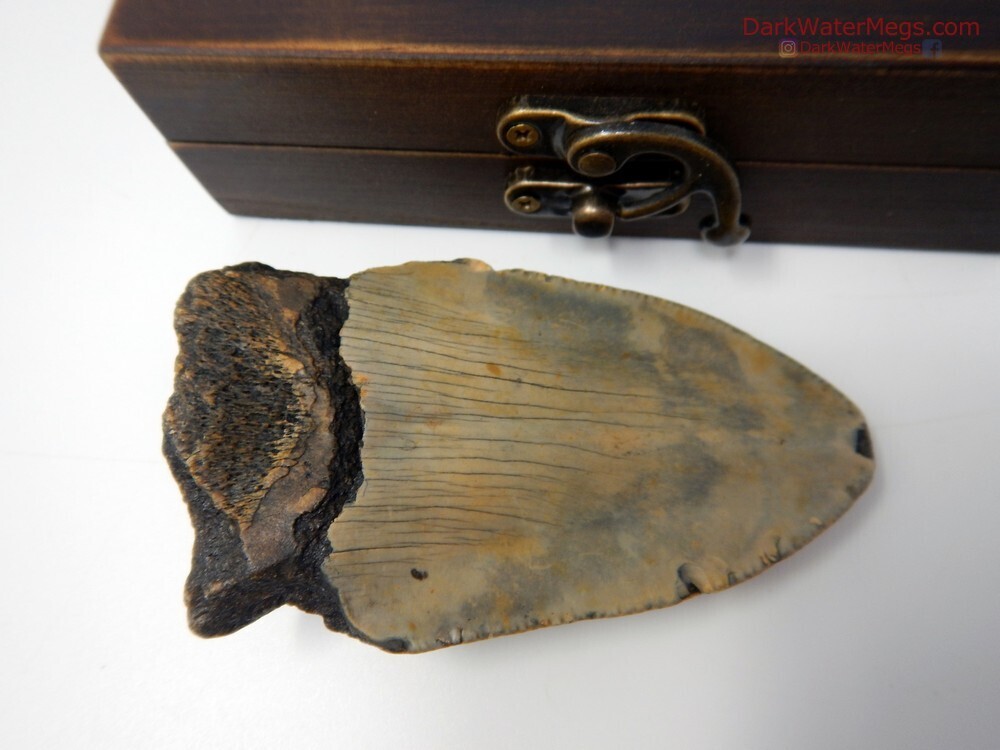 3.67&quot; patterned blade megalodon in box
