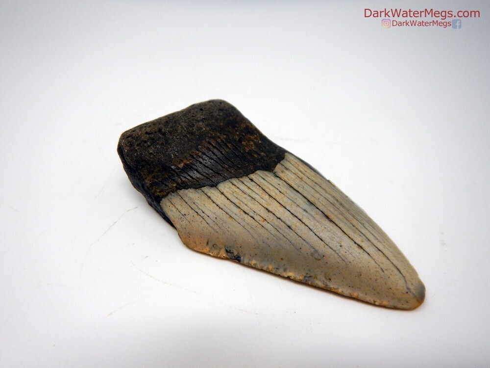 3.40&quot; bargain medium megalodon tooth