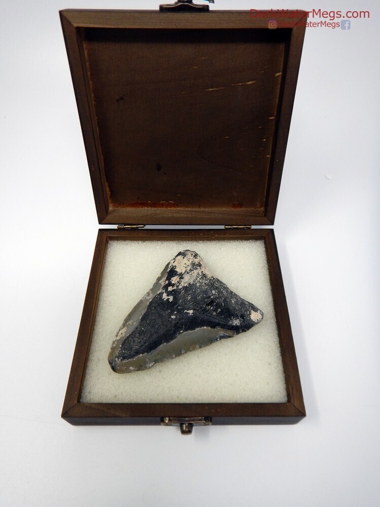 3.81&quot; uncleaned megalodon in wooden box