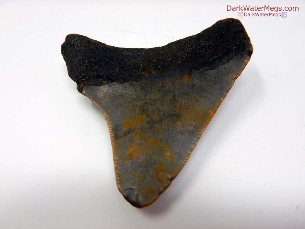 2.47 nice curved megalodon tooth
