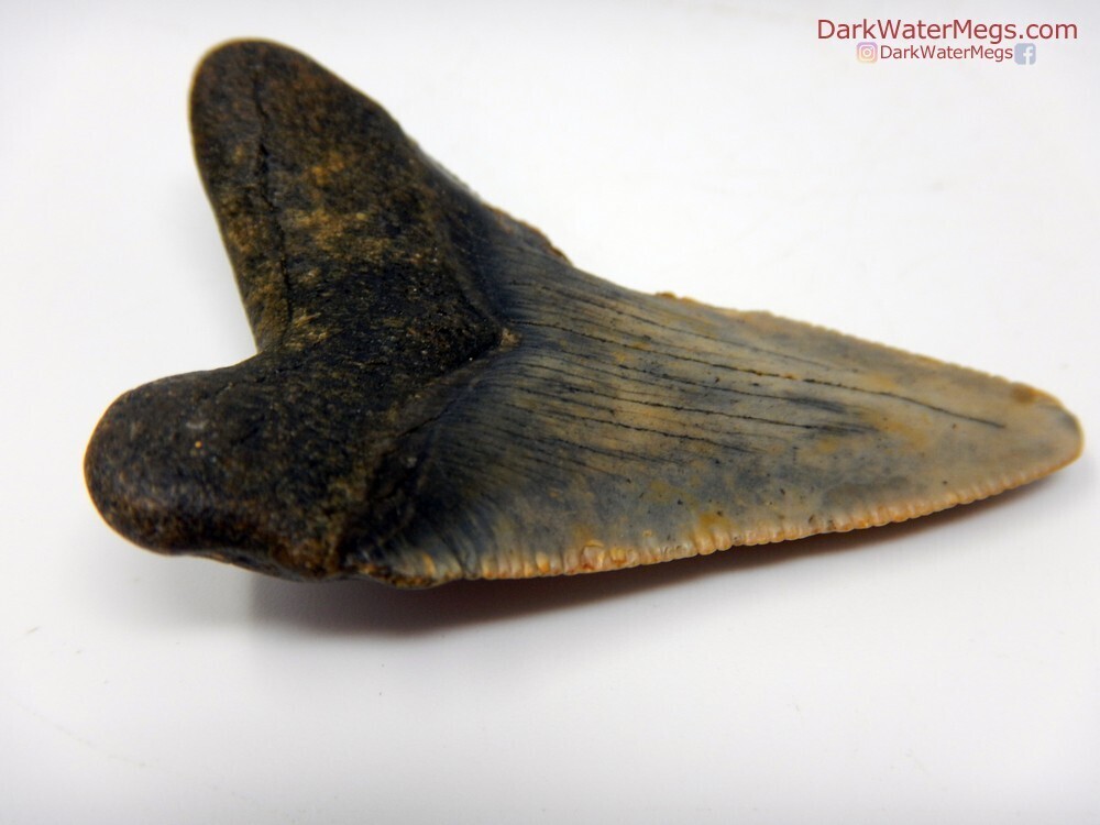 2.07 patterned blade juvenile megalodon