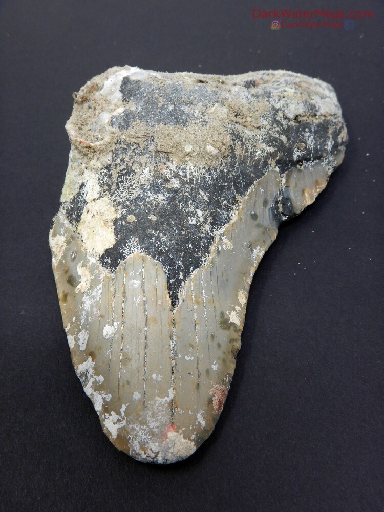 5.42&quot; Unclenaed Bargain Megalodon