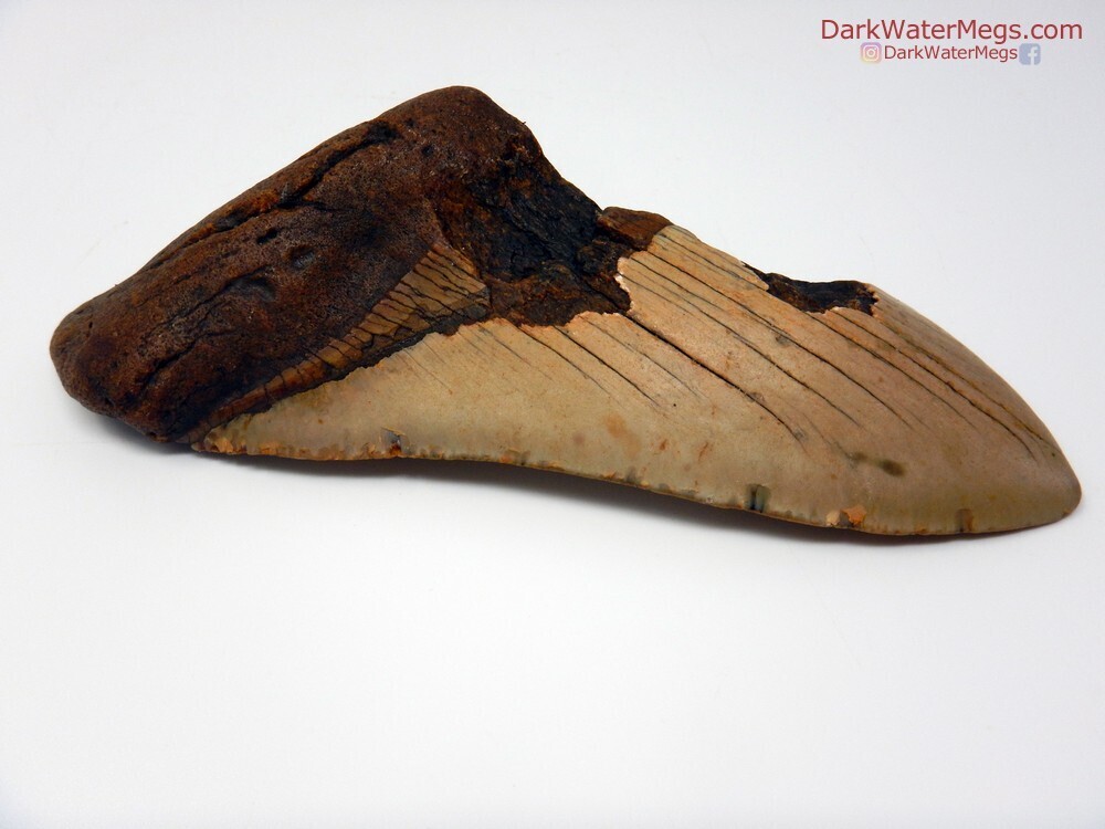 5.75&quot; Very large Bargain Megalodon