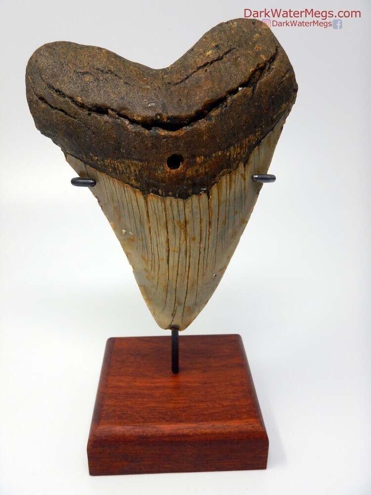 5.13&quot; Beautiful wide megalodon with stand
