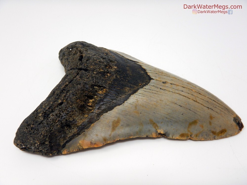 5.20&quot; large patterned bladed megalodon