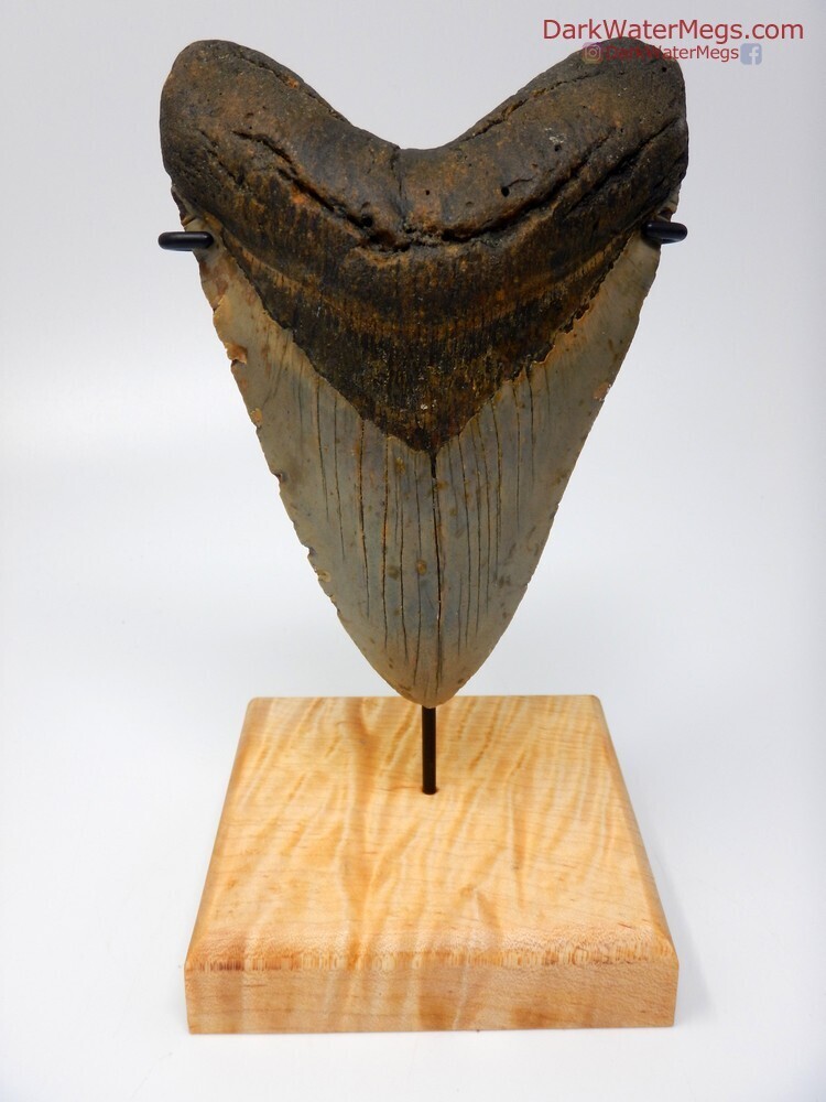 5.65&quot; Beautiful gigantic megalodon