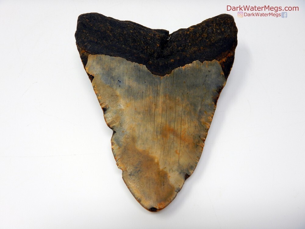 4.78 large patterned blade megalodon