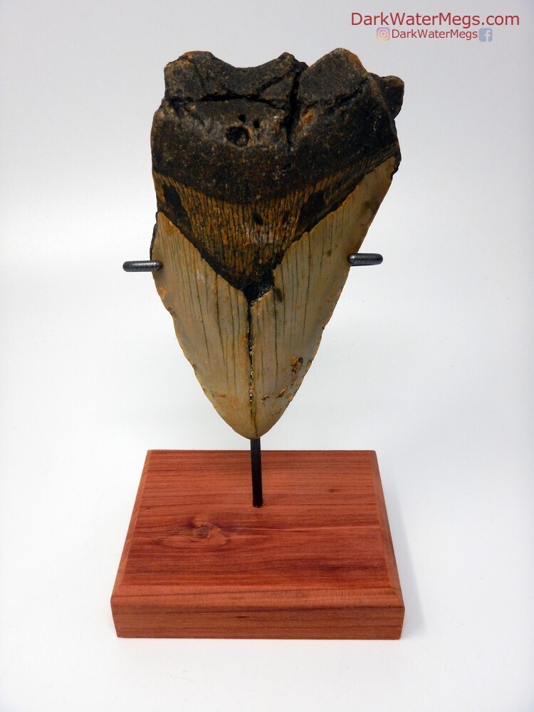 4.62&quot; Megalodon with stand included