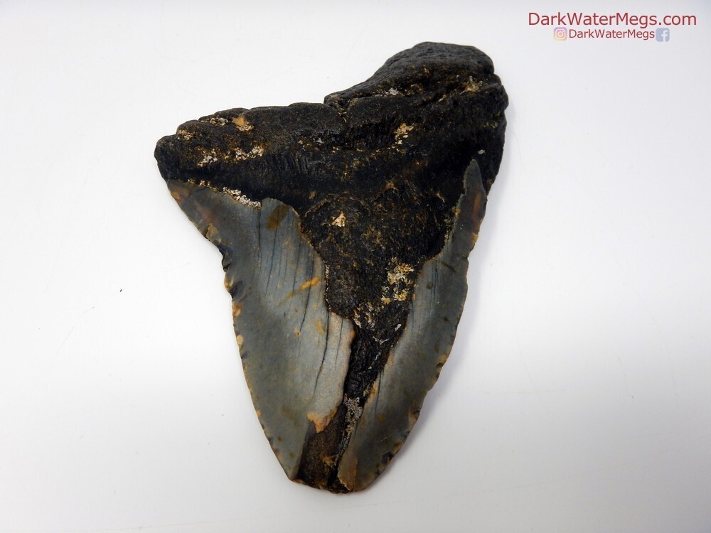 5.45&quot; Big megalodon tooth