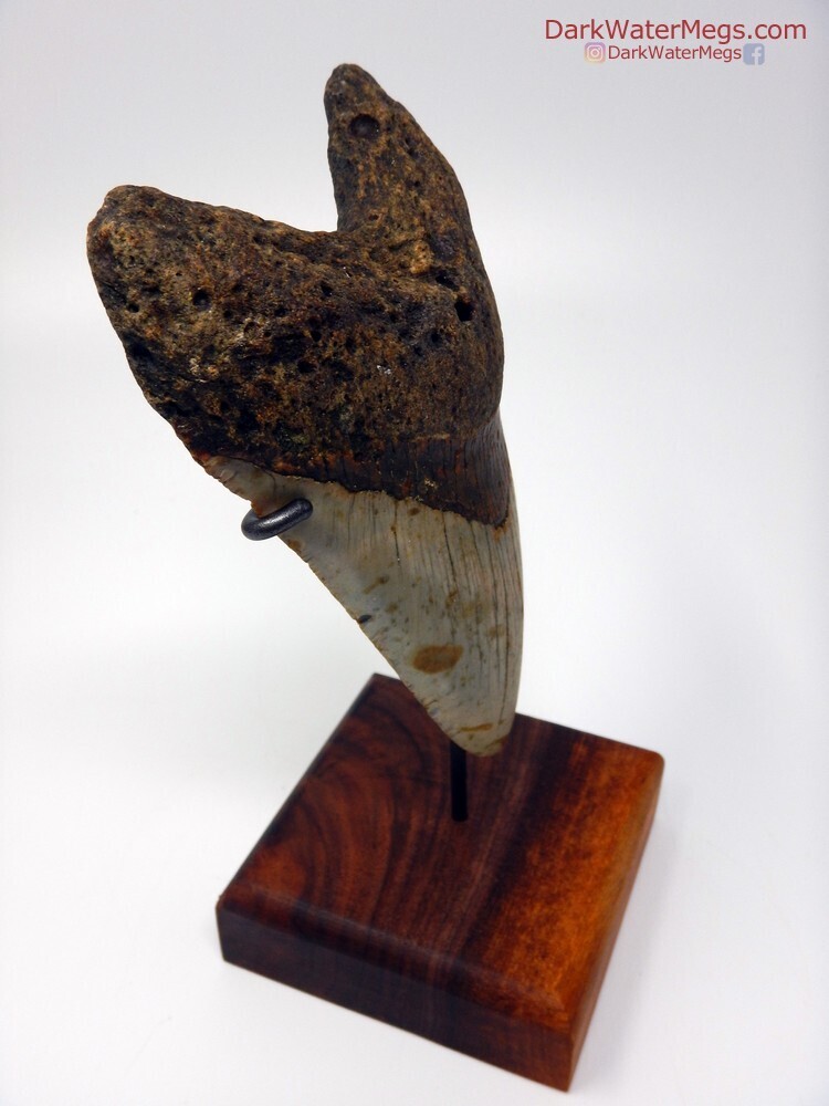 5.24&quot; very large lower megalodon
