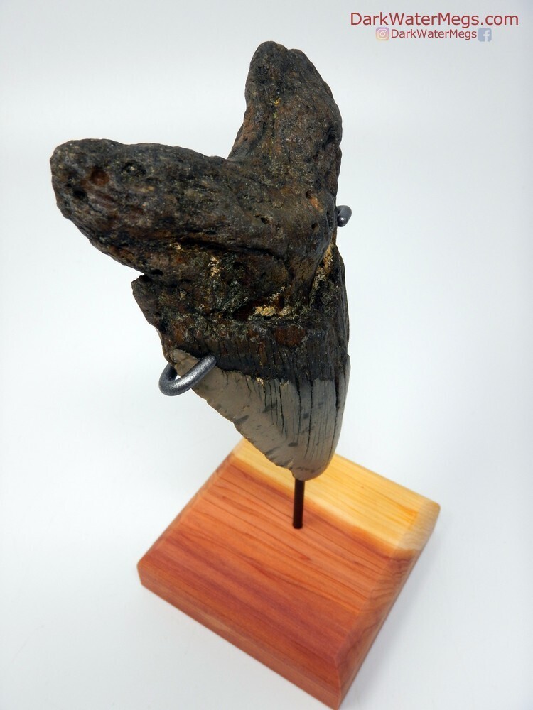 4.79 Big megalodon with stand
