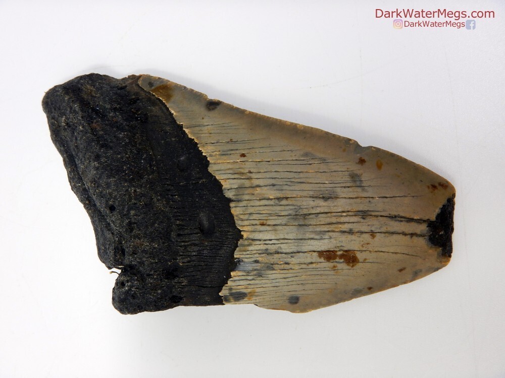 4.77&quot; big bargain megalodon