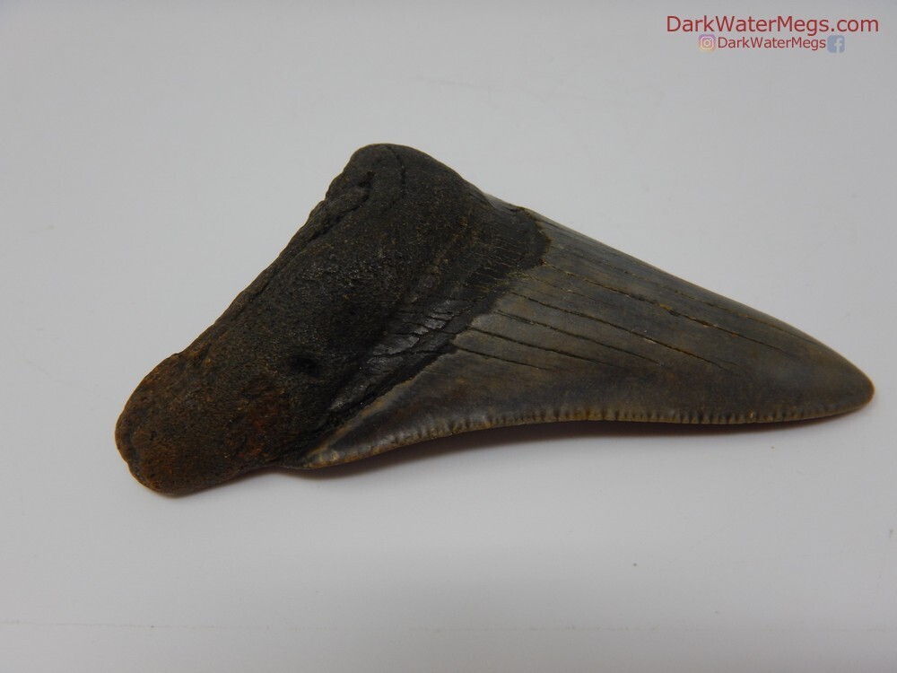 2.81 dark megalodon