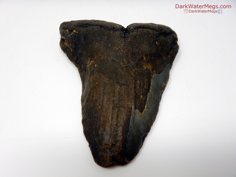 4.16 bargain worn megalodon