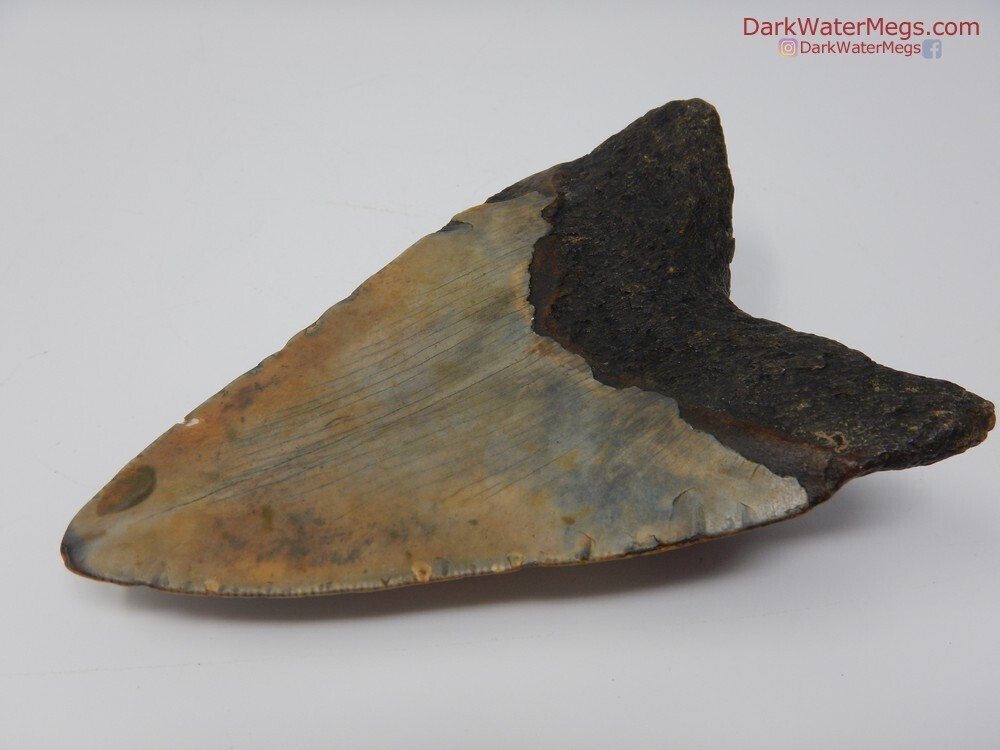 4.23 colorful bladed megalodon