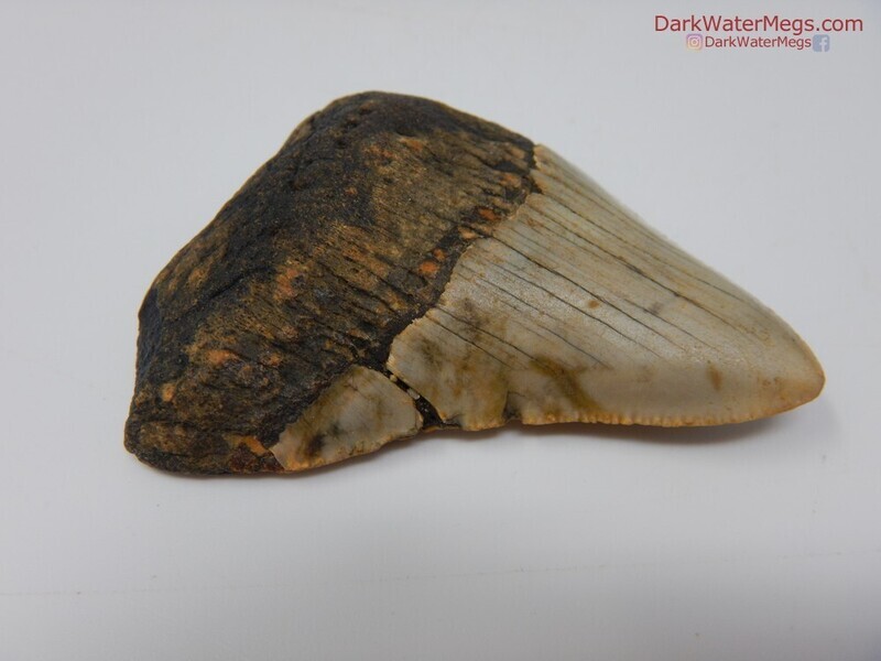 2.37 light megalodon