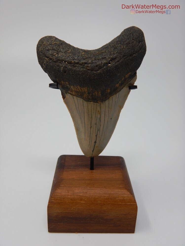 2.70 nice megalodon with stand