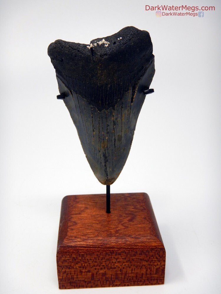 2.72 baby megalodon fossil with stand
