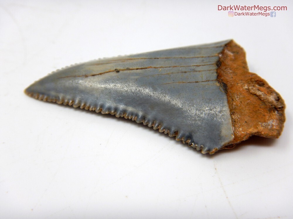 1.83&quot;sharp great white fossil