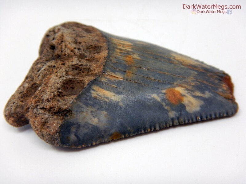 2.21&quot; patterned blade great white