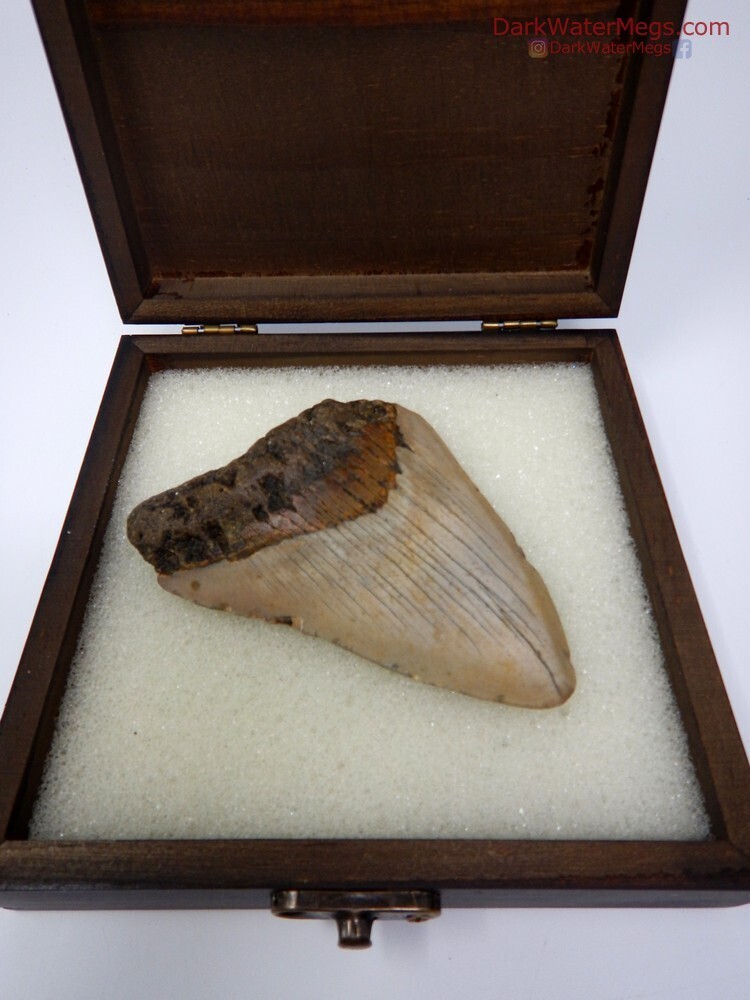 3.79&quot; orange and tan megalodon in box