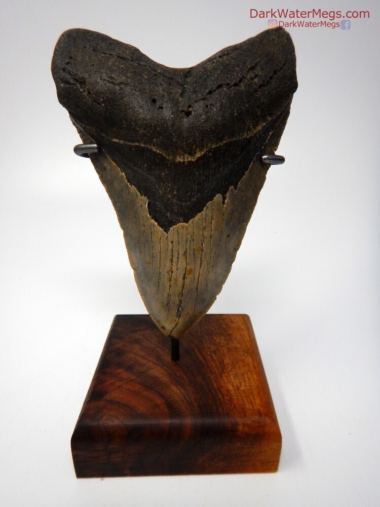 5.21&quot; giant megalodon tooth with stand